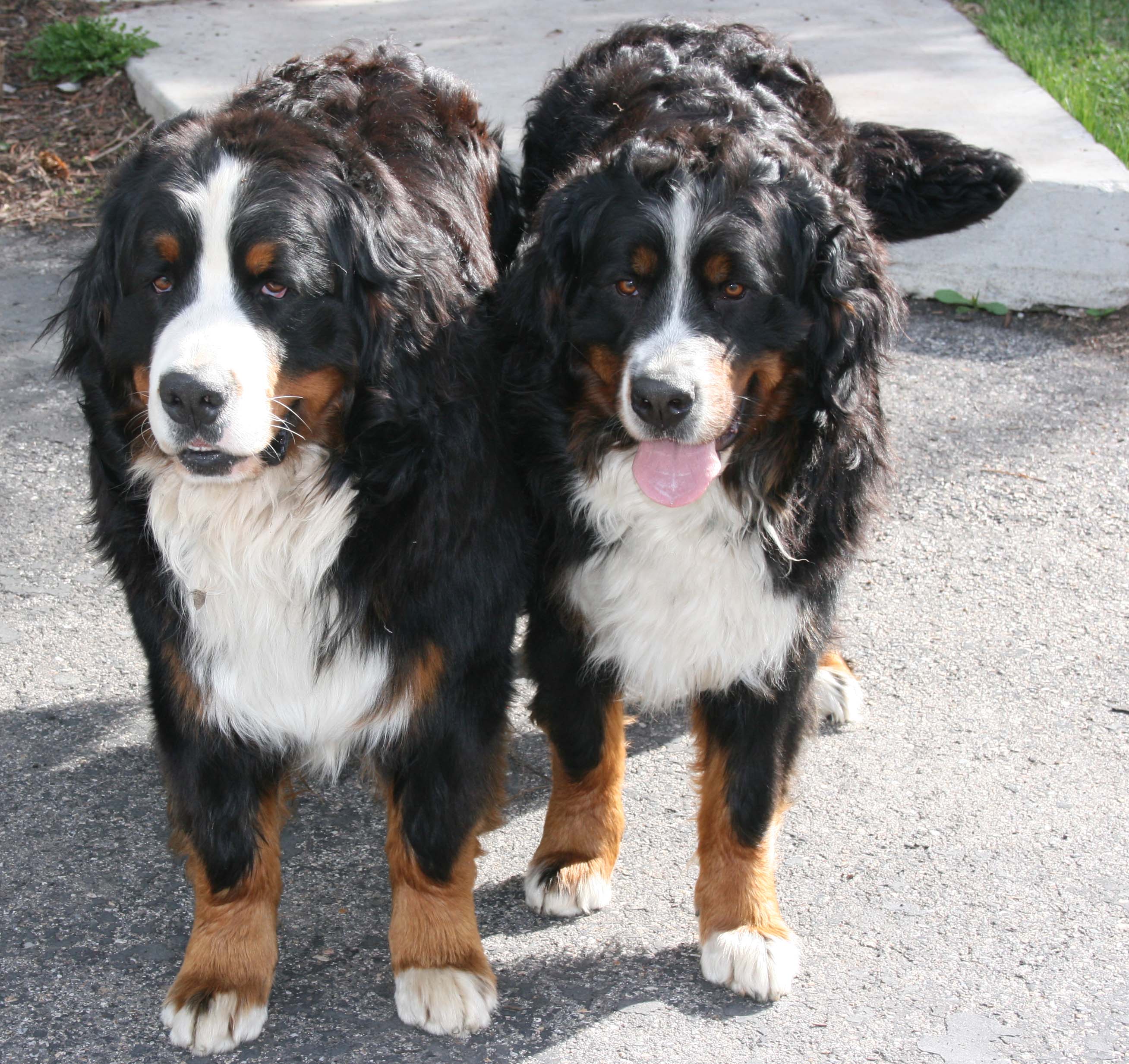 BEO AND INDRA BERNESE